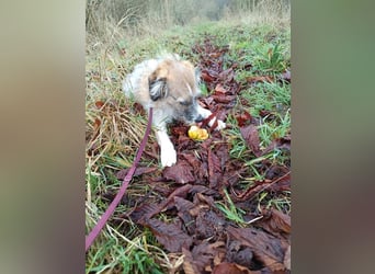 Giulia - junge, verspielte Hündin sucht dringend ein neues Zuhause