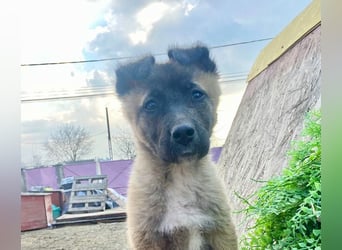 Lumi - verspieltes, freundliches Welpenmädchen sucht ein Zuhause