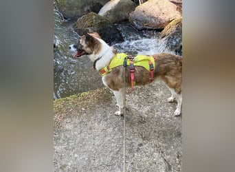 Tina - liebe Hündin sucht ihr Glück als Zweithund / z.Zt. in 93170 Bernhardswald