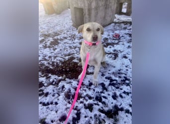 Remi - sanfte, freundliche 8 Monate alte Hündin sucht liebevolles Zuhause