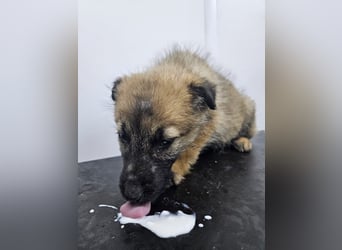 Grace - freundliches, etwas schüchternes Welpenmädchen