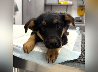 Pusha - 4 Monate junges, fröhliches, liebes Hundemädchen sucht ein Zuhause