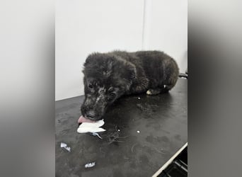 Louis - ruhiger, vorsichtiger Hundejunge sucht ein Zuhause