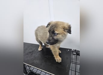 Oskar - aufgeweckter Welpe sucht ein Zuhause