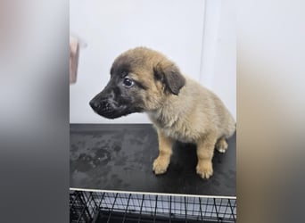 Ella - verspieltes Welpenmädchen sucht ein Zuhause