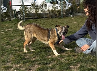 Teo - der ehemalige Kettenhund mit der sanften Seele