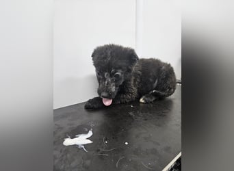 Louis - verspielter, vorsichtiger Welpe