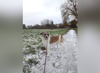 Giulia - junge, verspielte Hündin sucht dringend ein neues Zuhause