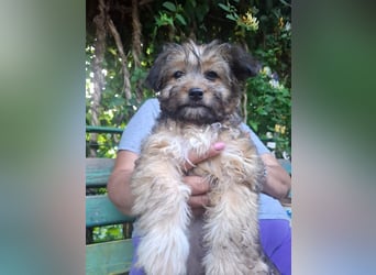 Cindy - kleine Herzensbrecherin sucht ein Zuhause