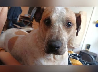 Spike - menschenbezogener, freundlicher Rüde sucht dringend ein Zuhause oder PS