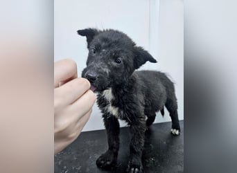 Kalea - freundliches Welpenmädchen sucht liebevolles Zuhause