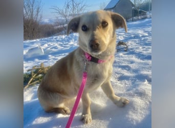 Remi - sanfte, freundliche 8 Monate alte Hündin sucht liebevolles Zuhause