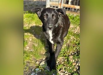 Louis - ruhiger, vorsichtiger Hundejunge sucht ein Zuhause