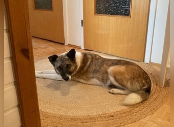 Tina - liebe Hündin sucht ihr Glück als Zweithund / z.Zt. in 93170 Bernhardswald
