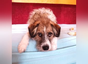 Giulia - junge, verspielte Hündin sucht dringend ein neues Zuhause