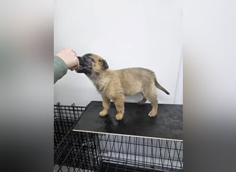 Ella - verspieltes Welpenmädchen sucht ein Zuhause