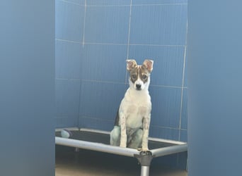 Amelia - ängstliches, aber neugieriges Welpenmädchen sucht ein Zuhause