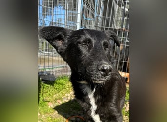 Louis - ruhiger, vorsichtiger Hundejunge sucht ein Zuhause