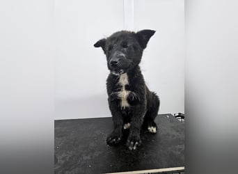 Kalea - freundliches Welpenmädchen sucht liebevolles Zuhause