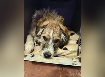 Giulia - junge, verspielte Hündin sucht dringend ein neues Zuhause