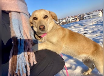 Remi - sanfte, freundliche 8 Monate alte Hündin sucht liebevolles Zuhause