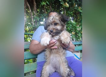 Cindy - kleine Herzensbrecherin sucht ein Zuhause