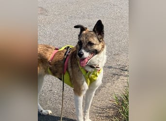 Tina - liebe Hündin sucht ihr Glück als Zweithund / z.Zt. in 93170 Bernhardswald