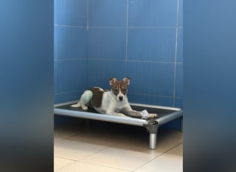 Amelia - ängstliches, aber neugieriges Welpenmädchen sucht ein Zuhause