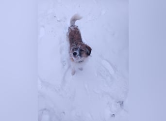 Giulia - junge, verspielte Hündin sucht dringend ein neues Zuhause