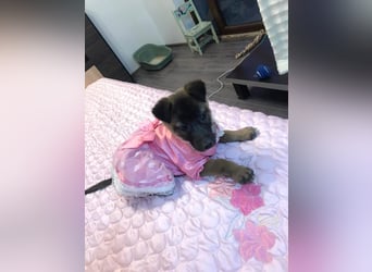 Lumi - verspieltes, freundliches Welpenmädchen sucht ein Zuhause