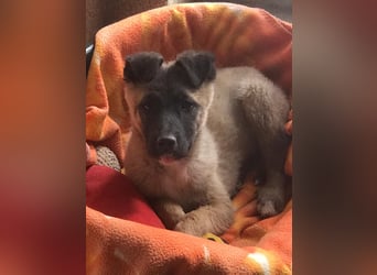 Lumi - verspieltes, freundliches Welpenmädchen sucht ein Zuhause