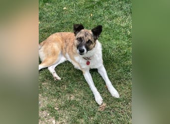 Tina - liebe Hündin sucht ihr Glück als Zweithund / z.Zt. in 93170 Bernhardswald