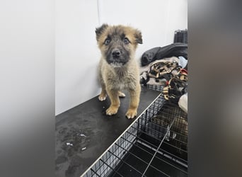 Oskar - aufgeweckter Welpe sucht ein Zuhause