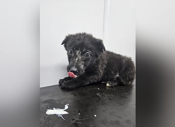 Louis - verspielter, vorsichtiger Welpe