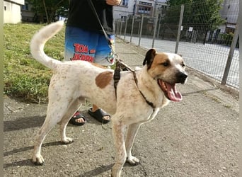 Spike - menschenbezogener, freundlicher Rüde sucht dringend ein Zuhause oder PS