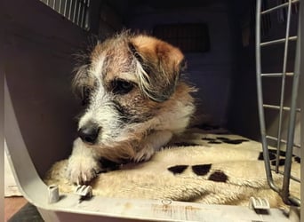 Giulia - junge, verspielte Hündin sucht dringend ein neues Zuhause