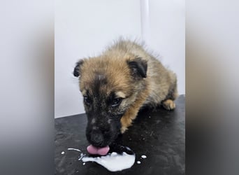 Grace - freundliches, etwas schüchternes Welpenmädchen