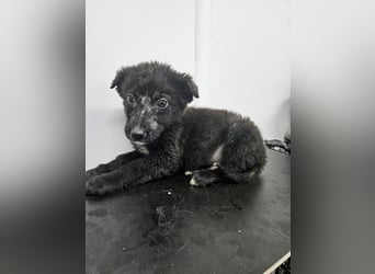 Louis - ruhiger, vorsichtiger Hundejunge sucht ein Zuhause