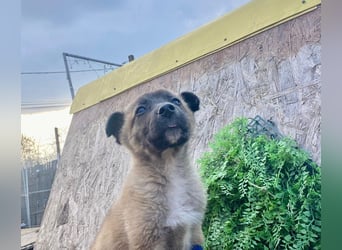 Lumi - verspieltes, freundliches Welpenmädchen sucht ein Zuhause