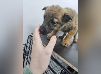 Mey - fröhliches, neugieriges Welpenmädchen sucht ein Zuhause