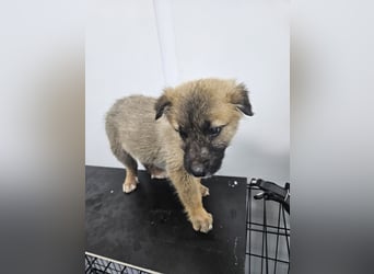 Oskar - aufgeweckter Welpe sucht ein Zuhause