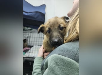 Mey - fröhliches, neugieriges Welpenmädchen sucht ein Zuhause