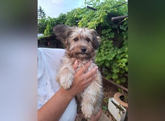Cindy - kleine Herzensbrecherin sucht ein Zuhause
