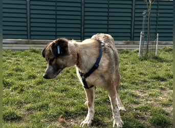 Teo - der ehemalige Kettenhund mit der sanften Seele