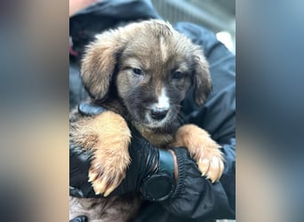 Nami - welpentypisch verspielte Hündin sucht ein Zuhause / ab Mitte Dez. auf PS in 60... Frankfurt