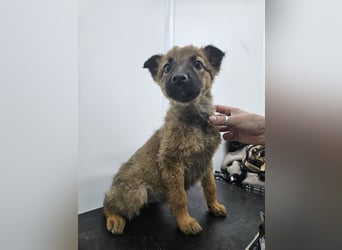 Mey - fröhliches, neugieriges Welpenmädchen sucht ein Zuhause