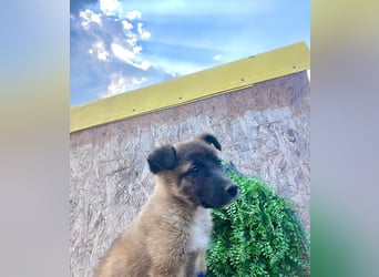 Lumi - verspieltes, freundliches Welpenmädchen sucht ein Zuhause