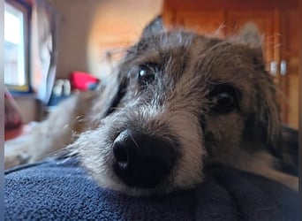 Giulia - junge, verspielte Hündin sucht dringend ein neues Zuhause