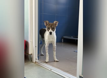 Amelia - ängstliches, aber neugieriges Welpenmädchen sucht ein Zuhause