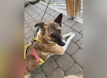 Tina - liebe Hündin sucht ihr Glück als Zweithund / z.Zt. in 93170 Bernhardswald